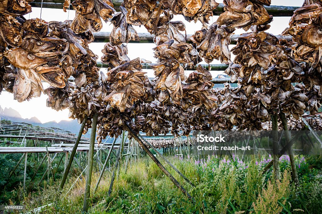 Cod 건 생선 매달기 나무 장대 0명에 대한 스톡 사진 및 기타 이미지 - 0명, 2015년, 건 생선 - iStock