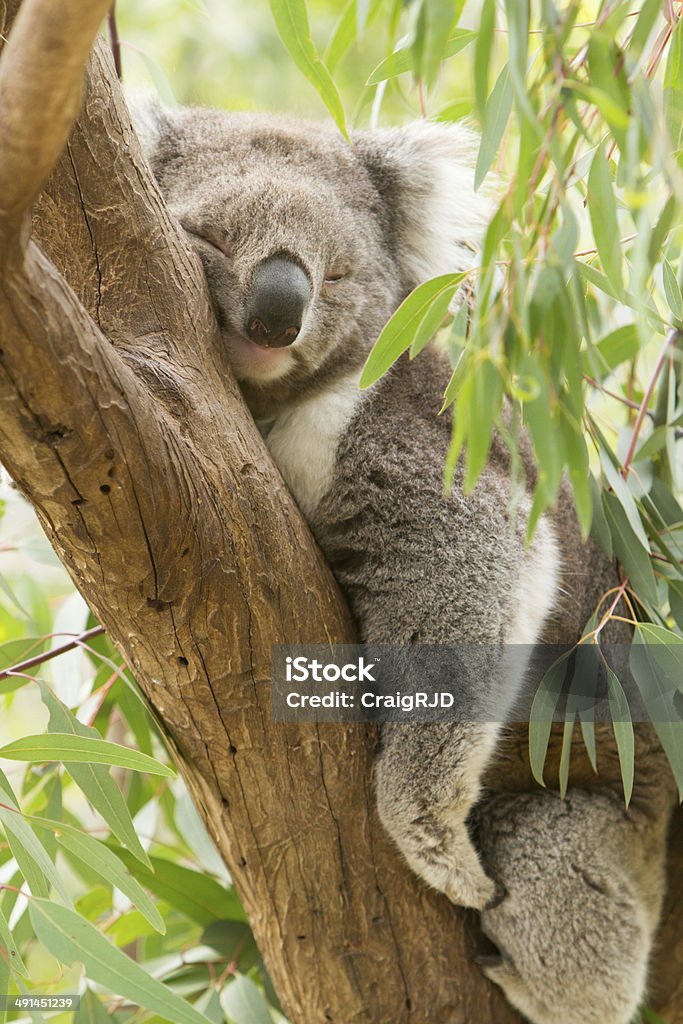 Koala Koala Stock Photo