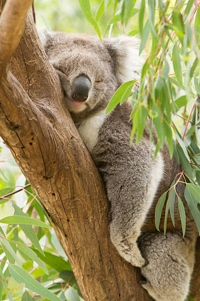 Koala Koala marsupial photos stock pictures, royalty-free photos & images