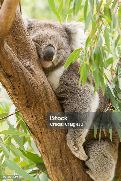 Koala Stock Photo - Download Image Now - Koala, Australia, Animal