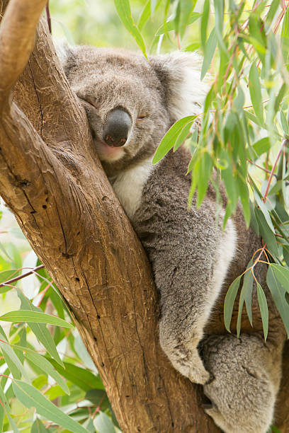 коала - koala стоковые фото и изображения