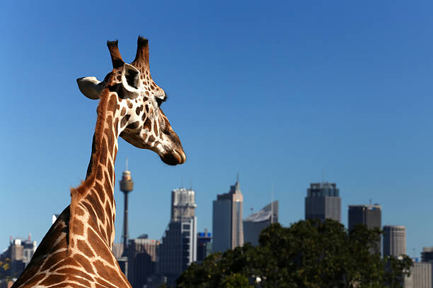 jirafa en zoológico taronga, sídney vista a la ciudad - taronga fotografías e imágenes de stock