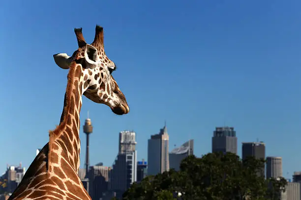 Giraffe looking towards Sydney from the Zoo. Appears to be watching over it or longing to visit it.