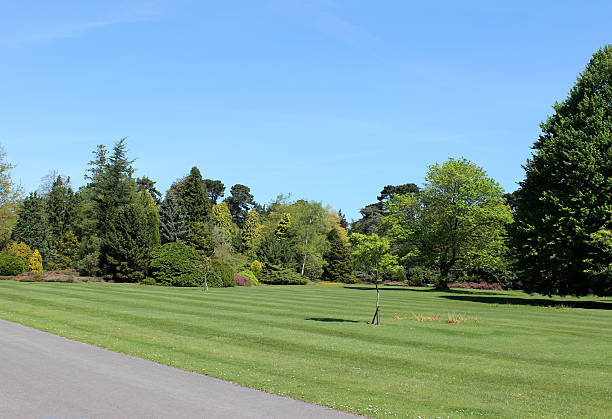 istock Image of park in summer, with large lawn and trees 491451989