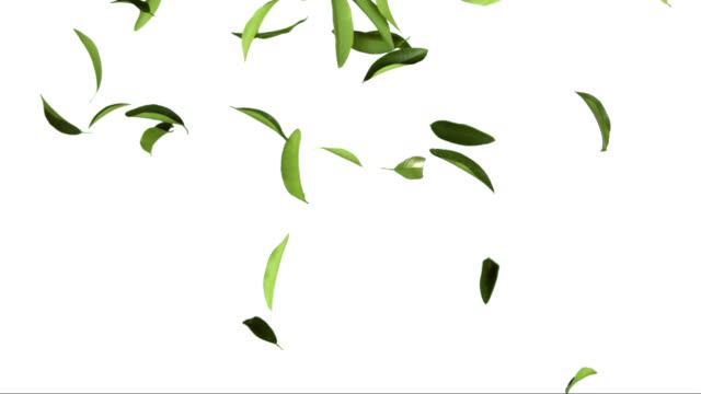 Tea Leaves On White Background (Super Slow Motion)