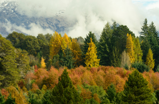Different shades of autumn color in Patagonia.