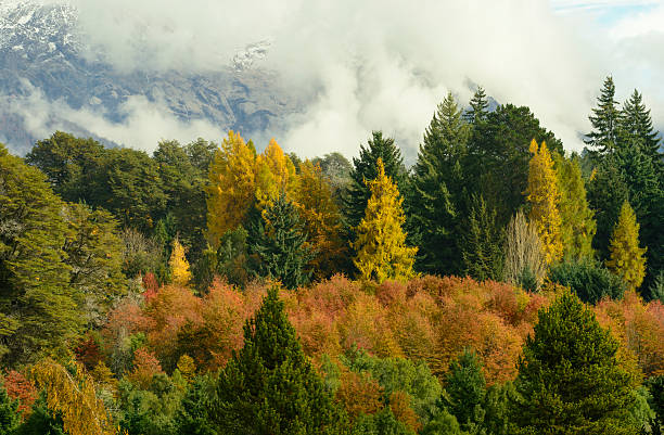 colores de otoño - tree patagonia autumn green imagens e fotografias de stock