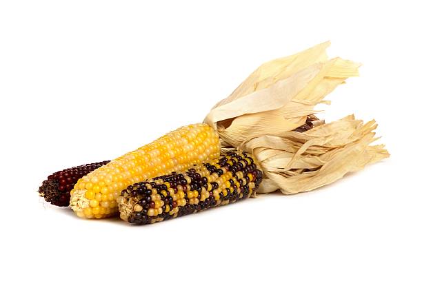 outono seco cascas de milho, isolada no branco " - indian corn - fotografias e filmes do acervo