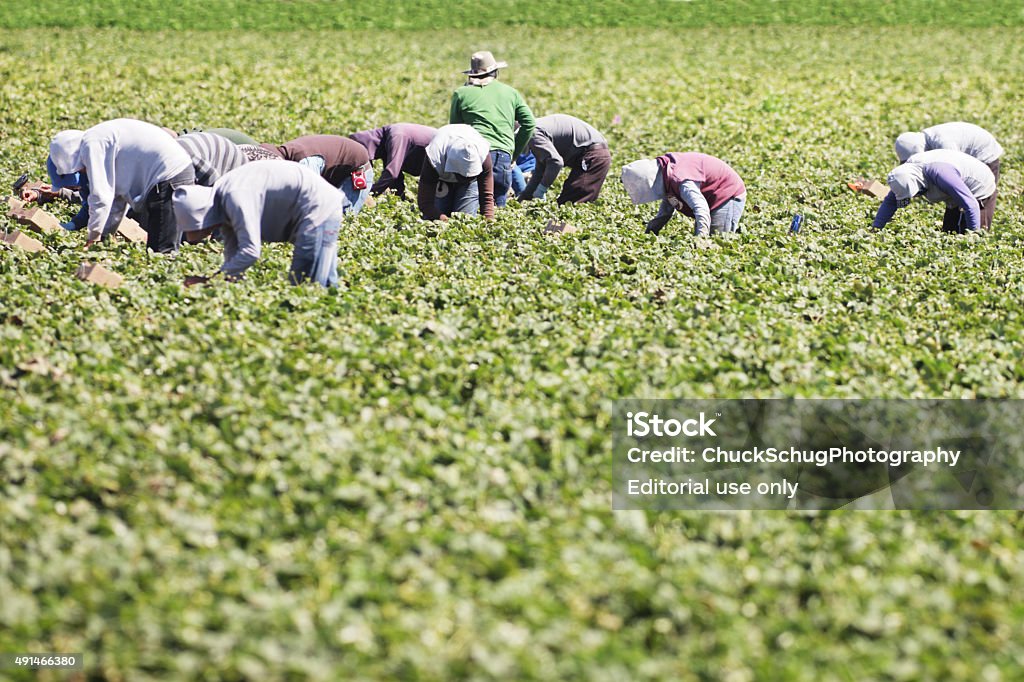 Vegetable Crop Harvest Farm Workers Salinas, California, USA - September 17, 2015: Crop harvest by agricultural workers who spend hours bent over in the sun manually picking produce for grocers. 2015 Stock Photo