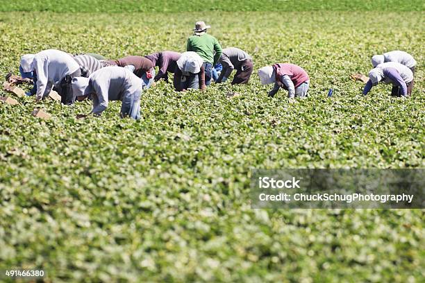 Vegetable Crop Harvest Farm Workers Stock Photo - Download Image Now - 2015, Agricultural Activity, Agricultural Field