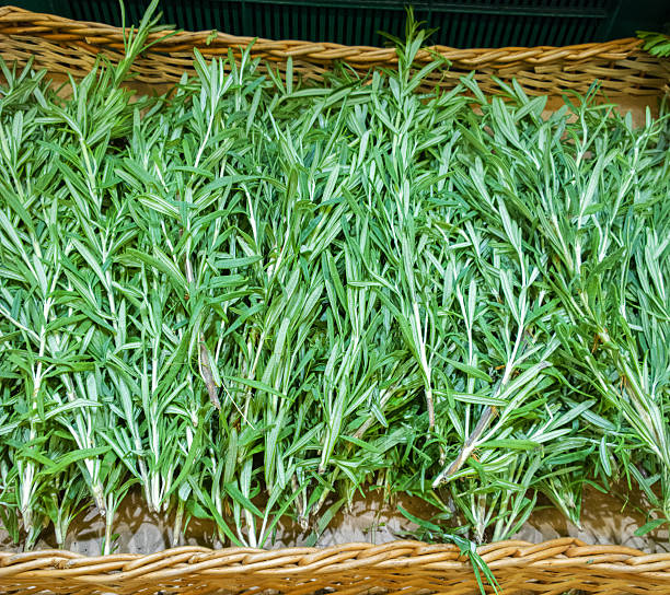 Rosemary.
