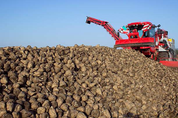 il raccolto di barbabietola da zucchero - beet sugar tractor field foto e immagini stock
