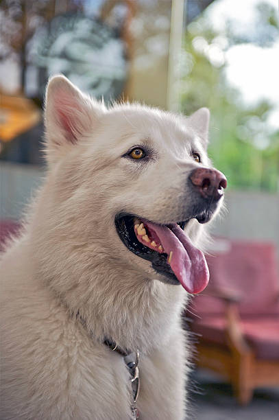 istock Portrait of an Alaskan Malamute 491467070