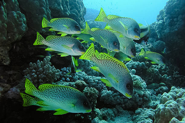 istock School of Sweetlips Fish 491467546