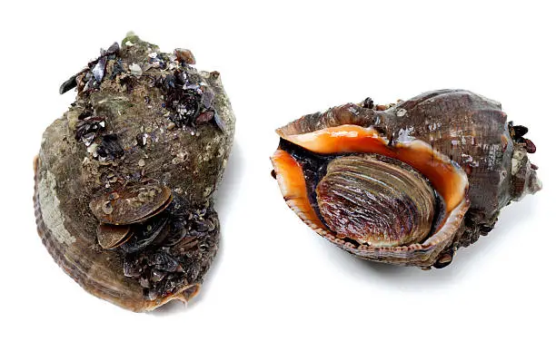 Two veined rapa whelk covered with small mussels. Isolated on white background.