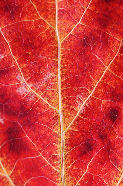 istock Texture of an autumn leaf close-up 491468186