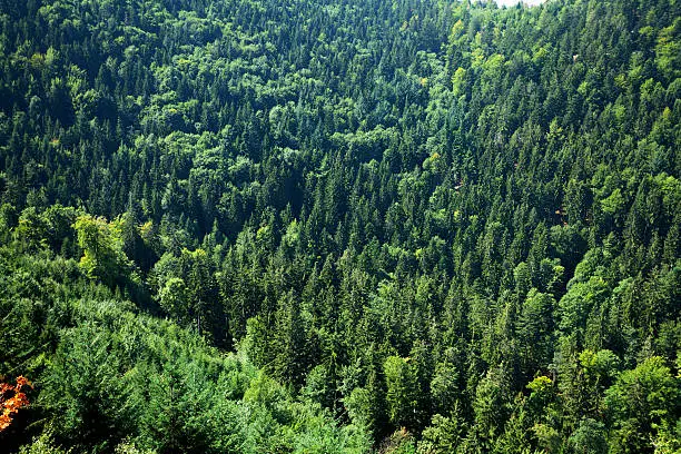 Aerial view of fir trees of Black Forest at Gertelbachschlucht and Bühlertal. View from Look.out. Baden-Württemberg.