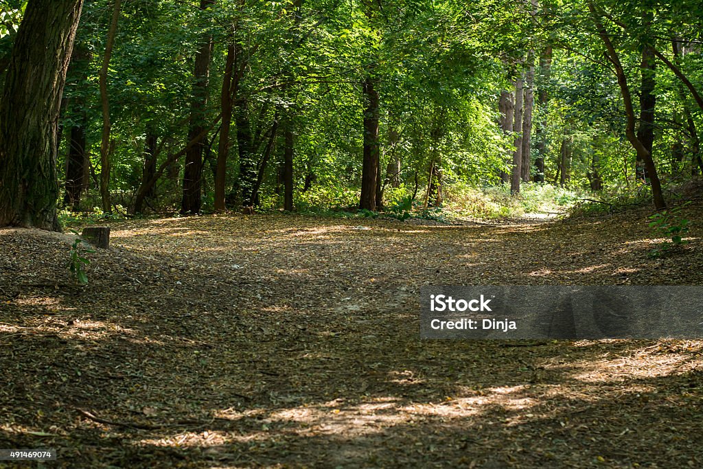 Trees in the forest Trunks of trees in the forest with green leaves 2015 Stock Photo