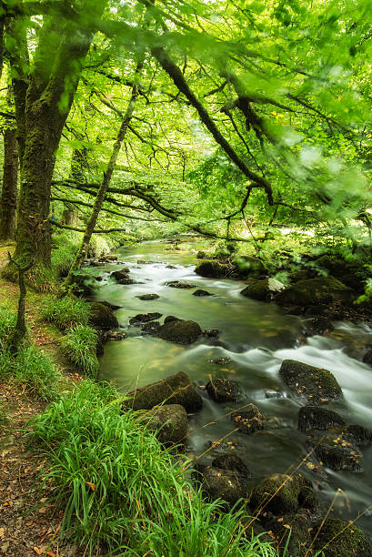 istock Beautiful landscape of river flowing through lush forest Golitha 491469764
