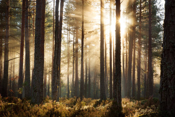 istock Coniferous forest with morning sun shining 491470064