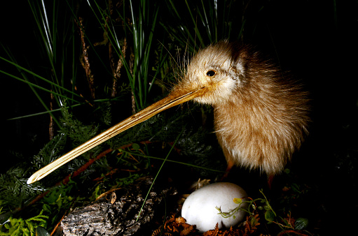Kiwi bird and an egg in New Zealand.