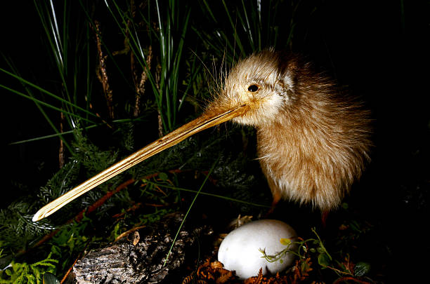 Kiwi Bird Stock Photos, Pictures & Royalty-Free Images - iStock