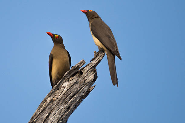 istock Two oxpeckers on a branch 491484068