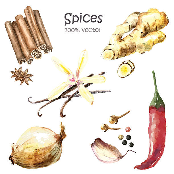 워터컬러 컬레션 스파이시즈. - spice vanilla ginger pepper stock illustrations