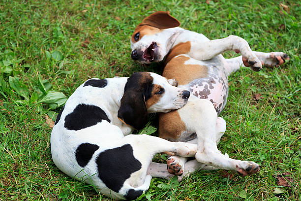 istock Hound Dog Puppies 491484572