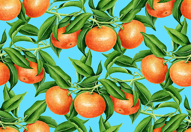 ilustrações, clipart, desenhos animados e ícones de padrão de tangerina - citrus fruit orange mandarin orange tangerine