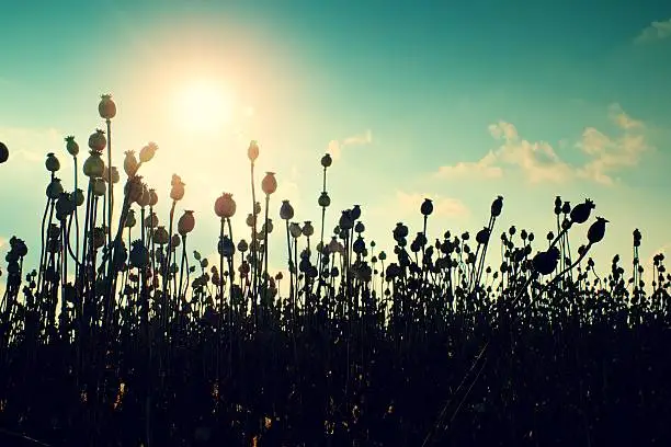 Photo of Evening field of poppy heads. Dry flowers in field,