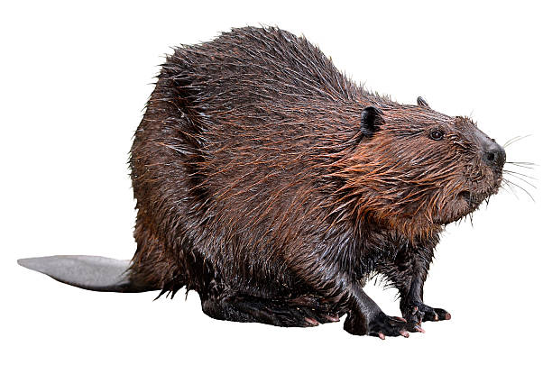 Isolated North American Beaver