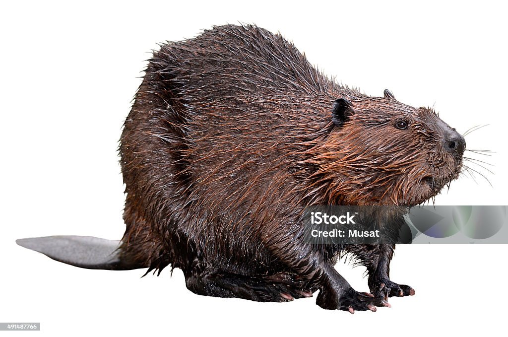 Isolated North American Beaver North American Beaver (Castor canadensis) isolated on white background Beaver Stock Photo