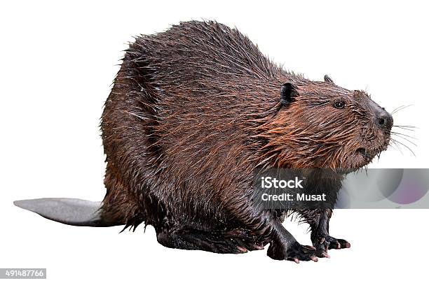 Isolated North American Beaver Stock Photo - Download Image Now - Beaver, Cut Out, White Background