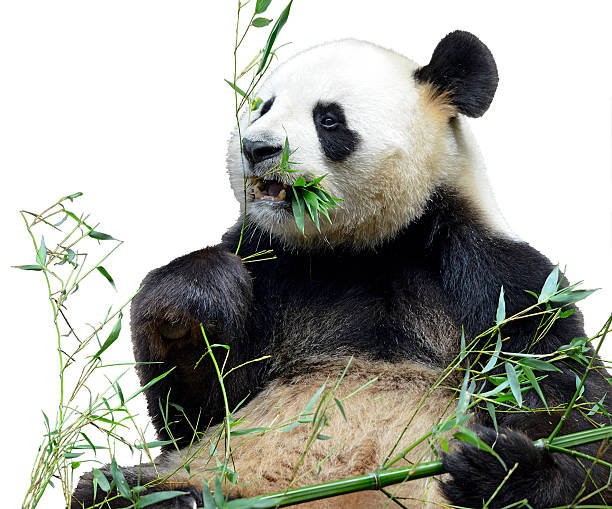 istock Isolated giant panda eating bamboo 491487902