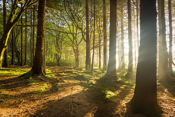 istock Wide Angle View In Forest On An Early Autumn Morning. 491488882