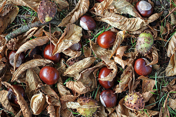 Horse chestnuts or conkers. stock photo