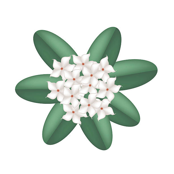białe madagaskar kwiaty jaśminu na białym tle - stephanotis stock illustrations