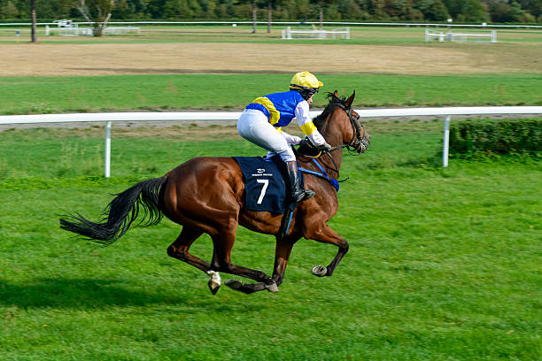 Race horse with jokey detail. Purebred in the hippodrome. Derby