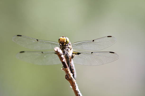 Dragonfly Dragonfly calopteryx syriaca stock pictures, royalty-free photos & images