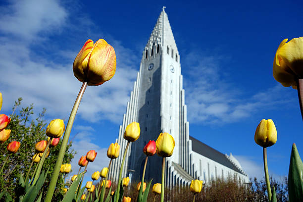 istock Hallgrimskirkja Church behind yellow tulips 491499378