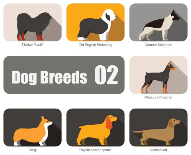 Vector illustration of Breeds of dog standing side, vector