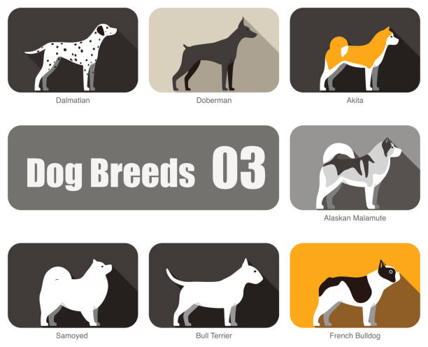 hunderassen hund stehen seite, vektor - dog malamute sled dog bulldog stock-grafiken, -clipart, -cartoons und -symbole