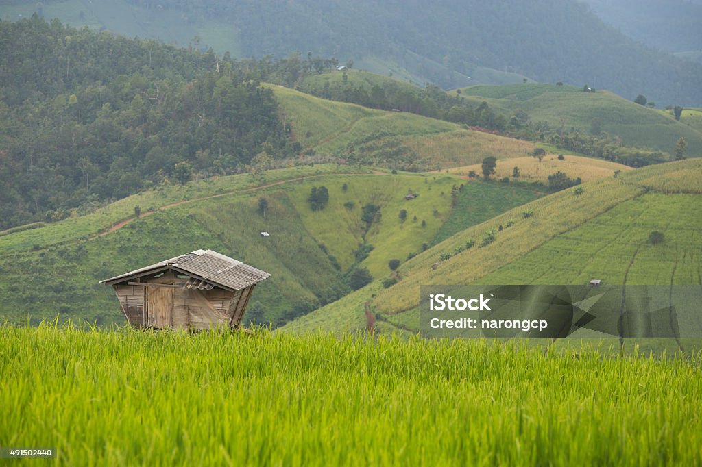 Terraced Rice fields Terraced Rice fields ,Papongpieng, Chiang Mai,Thailand. 2015 Stock Photo