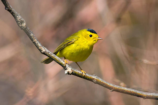 istock Colorful cute little yellow bird 491502556