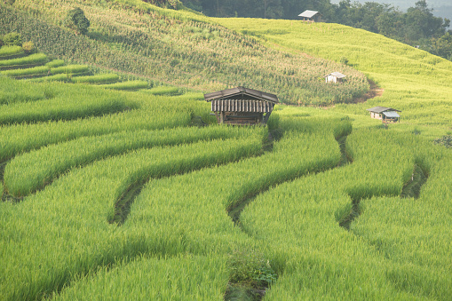 Terraced Rice fields ,Papongpieng, Chiang Mai,Thailand.