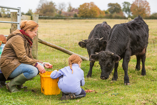 Young farming girls and their mother with a bucket to feed cows on an organic farm in rural England