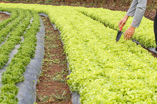 istock Vegetable garden ,with plastic film protected in land. 491511768