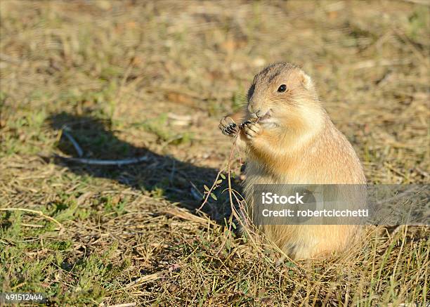 Prairie Dogs Are Native To Western North America Stock Photo - Download Image Now - 2015, Animal Hair, Animal Teeth