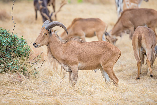 aoudad 시프 - paridigitates 뉴스 사진 이미지